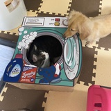 康诺麻
