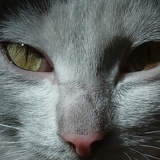 树