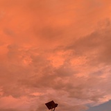LP