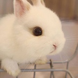 游文