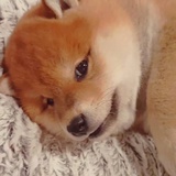 明天见