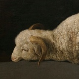Lepidus