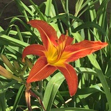 萱草花
