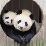一个momo