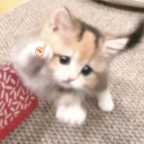苏橙橙