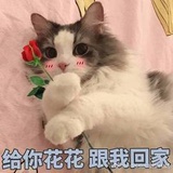 月色