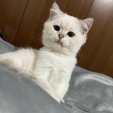 小夭