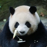 米高梅肉总