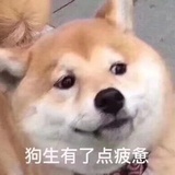 司屿