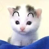 不和小猫讲道理