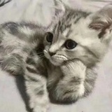 小黑魔仙莉莉