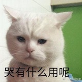 橙味的熊子