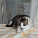星河入梦