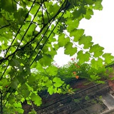 茶汤好天气