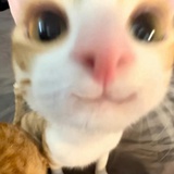 🐱