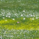 蜗牛