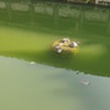 旅人