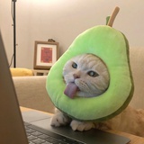 阿奚