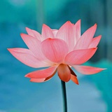 李家乐