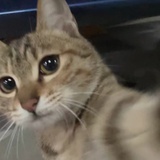 羡弦