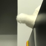 花生了什么树