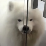 心平气和米麻薯