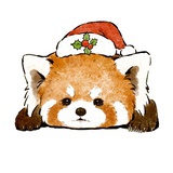 貌美如花小熊猫