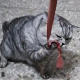 先恰一个柠檬精