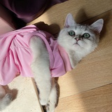 lucky猫发财财