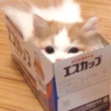 霜序十六