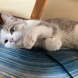 鼠突猛进
