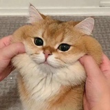 米糕