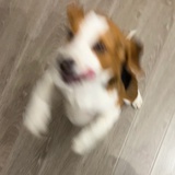 小王