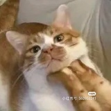 温文尔雅左婧媛