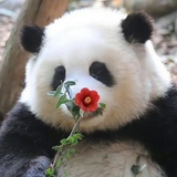 自渡.