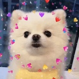 想来杯芋泥波波