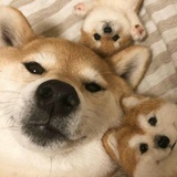 阿粲