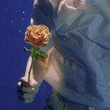 蔷薇女士Flos