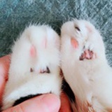 咸鱼猫子