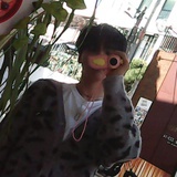 galaxymato