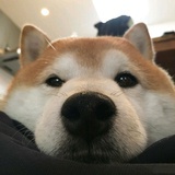 困得晕fufu
