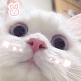 豆豆