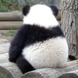 🐼大王
