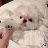 AKA豆豆眼