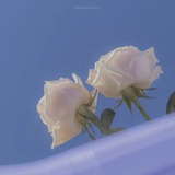 小王子和玫瑰花