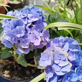 柑橘栀子花