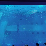 梧桐海