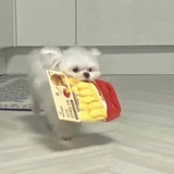 硬糖少女张佳佳