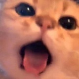 很无语=_=