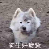 小刘不在！